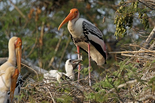 23475_Migratory20Birds20Flock-E84Swh