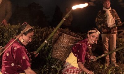 Okayti Tea Estate's Moonlight Plucking: A Time-honored Tradition Illuminating Darjeeling's Finest Tea