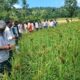 Millets in the Mix: A Recipe for Climate-Resilient Agriculture