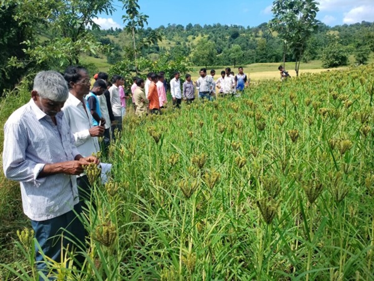 Millets in the Mix: A Recipe for Climate-Resilient Agriculture