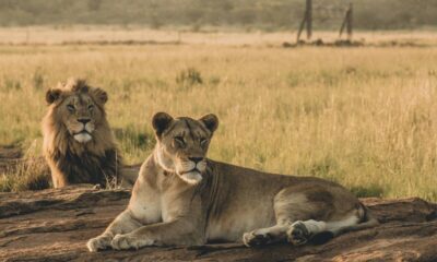 Bad Kitty! VHP Takes Issue with Lion ‘Akbar’ Caged with Lioness ‘Sita’