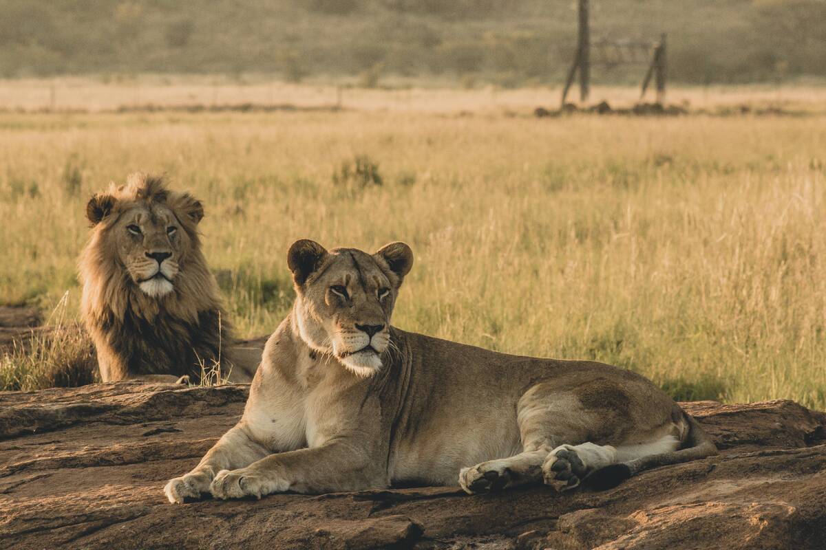 Bad Kitty! VHP Takes Issue with Lion ‘Akbar’ Caged with Lioness ‘Sita’