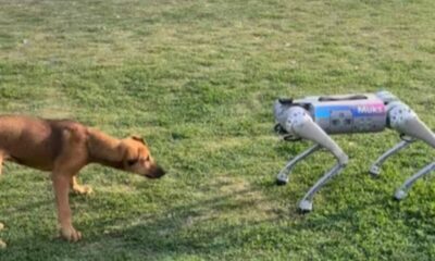 Real Dog Meets Robotic Lookalike at IIT Kanpur's Techkriti Festival