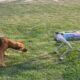 Real Dog Meets Robotic Lookalike at IIT Kanpur's Techkriti Festival