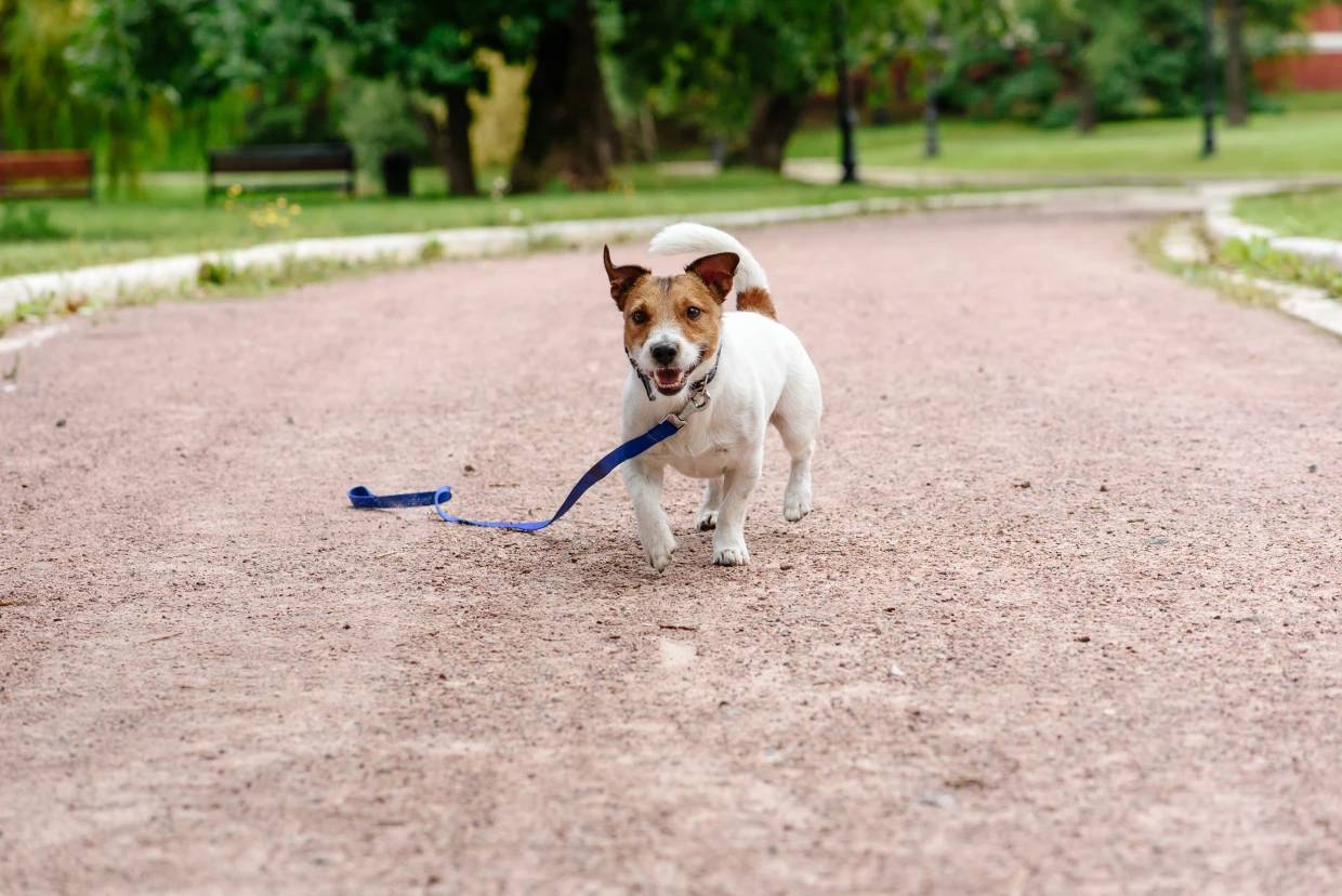 Swiggy Launches Unique Service 'Swiggy Pawlice' to Locate Lost Pets