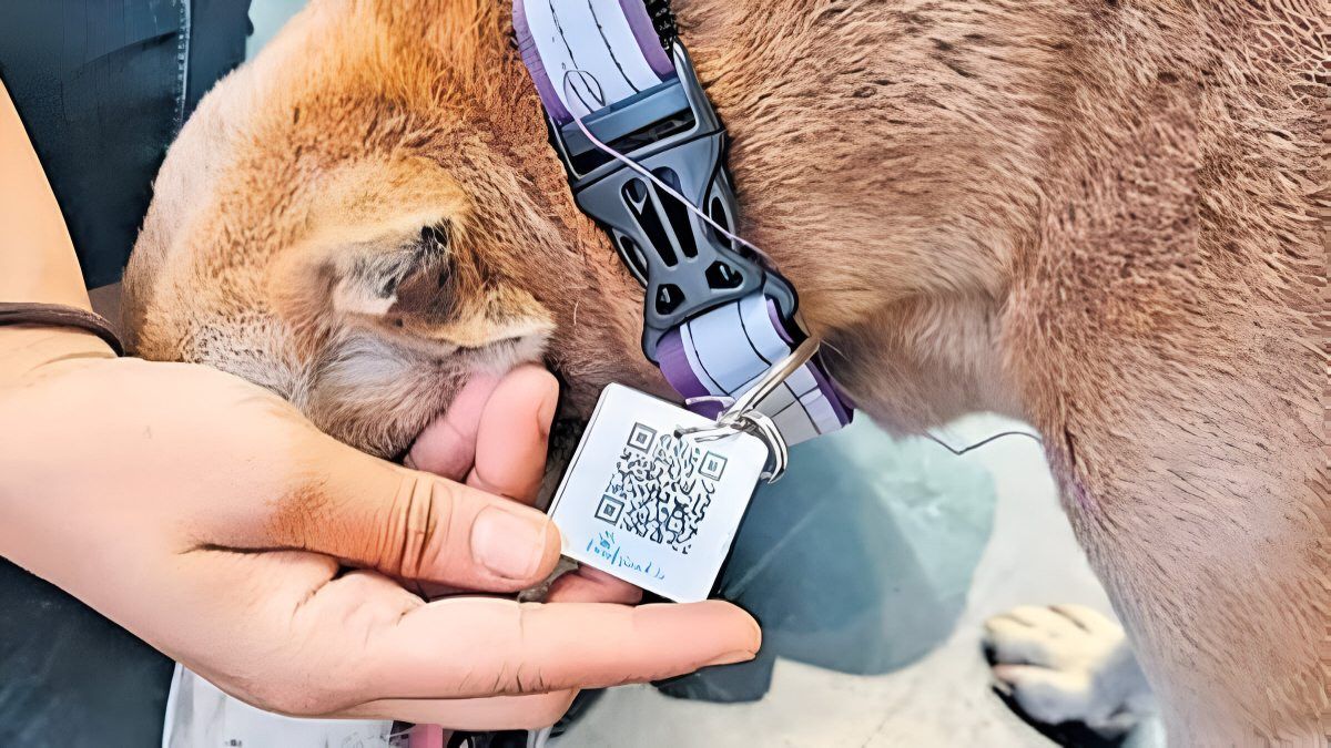 A Paw-sitive Step Forward, as Delhi Dogs get their own QR ID “Aadhar”